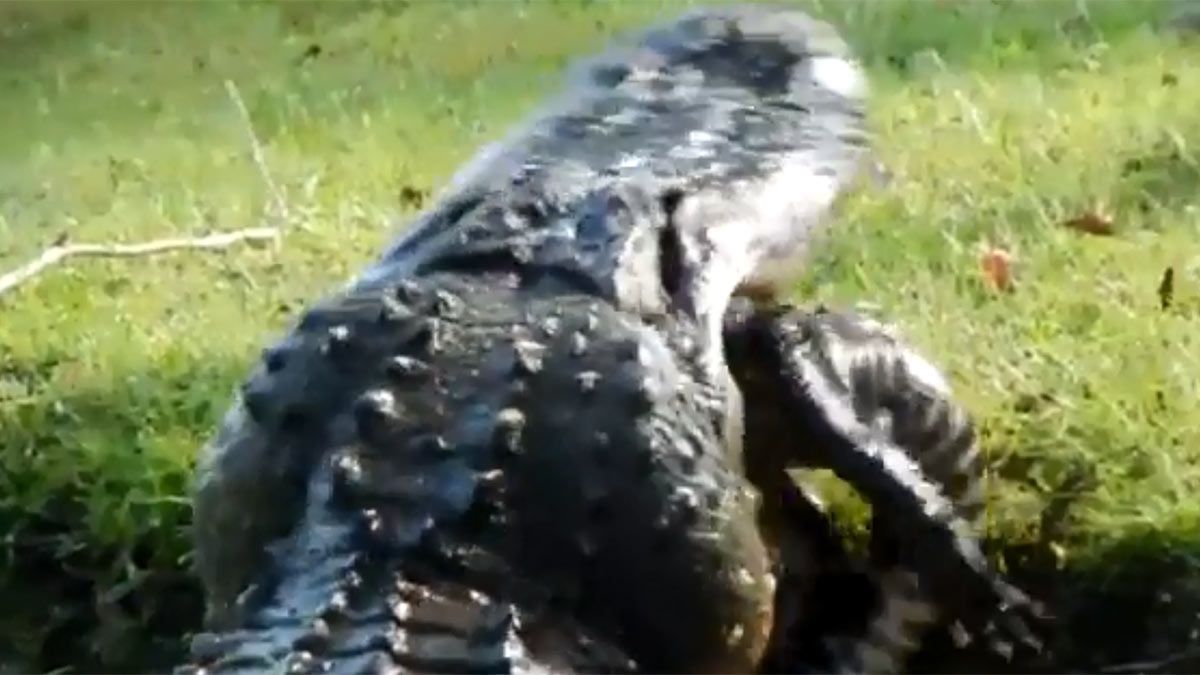 Video: un enorme cocodrilo se devora a otro de un bocado