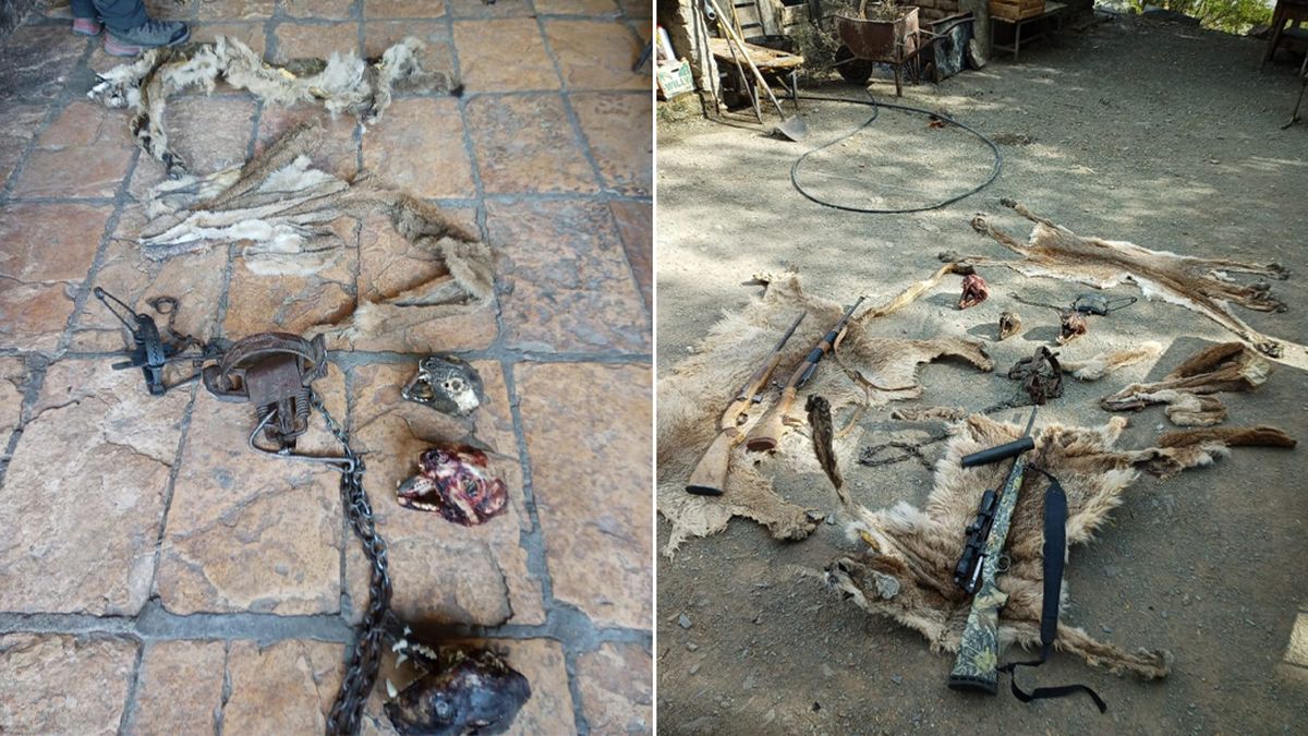 Hay 4 personas detenidas tras los 16 allanamientos por abigeato, caza de animales, faena y venta ilegal de carne. Hay 4 personas detenidas tras los 16 allanamientos por abigeato, caza de animales, faena y venta ilegal de carne.