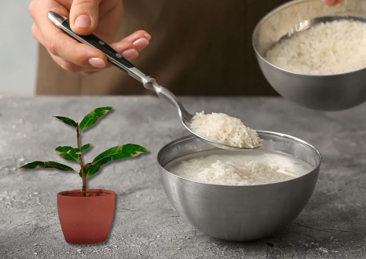 Plantas más fuertes y bellas