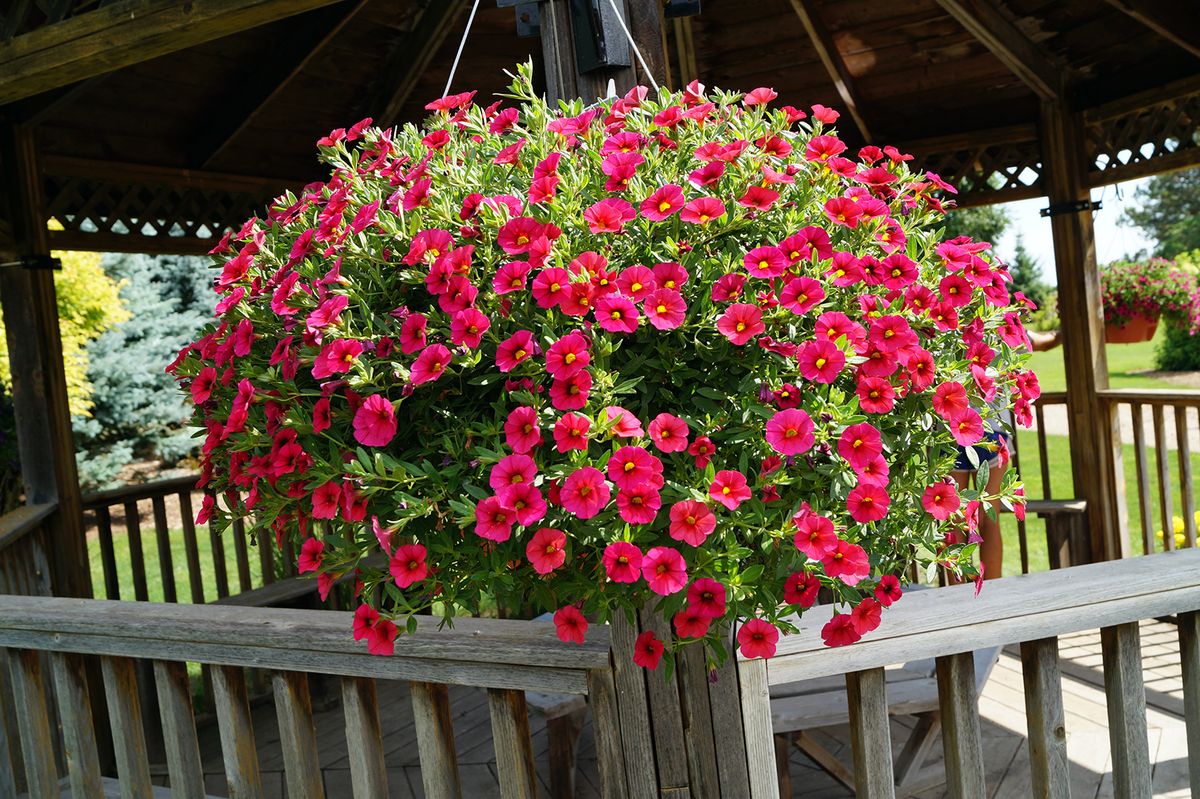Esta planta es más resistente y presenta más flores que la petunia. Imagen: Pexels.