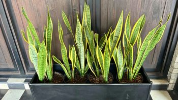 Si tenés una planta sansevieria o lengua de suegra en tu casa, te contamos qué significa y qué beneficios trae a tu hogar Si tenés una planta sansevieria o lengua de suegra en tu casa, te contamos qué significa y qué beneficios trae a tu hogar