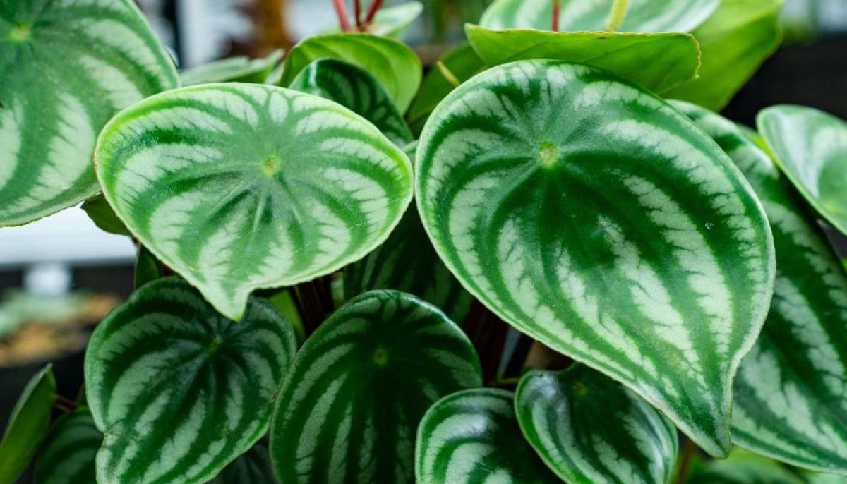 En el diseño de las hojas de esta planta radica su atractivo. En el diseño de las hojas de esta planta radica su atractivo.