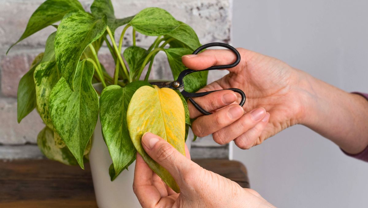 Siguiendo estos pasos, asegurarás que tu planta crezca con fuerza y vitalidad durante muchos años. Siguiendo estos pasos, asegurarás que tu planta crezca con fuerza y vitalidad durante muchos años.