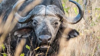 Un búfalo atacó y mató a un cazador millonario en un safari