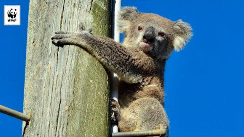 Rescataron a un koala que pasó dos días sin poder bajar de un poste