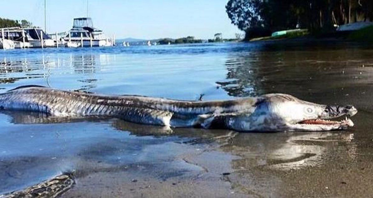 Hallaron el cadáver de una anguila lucio gigante en Australia