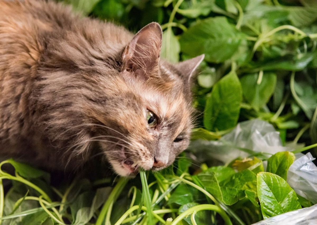 Cuidar que los perros y gatos no coman plantas