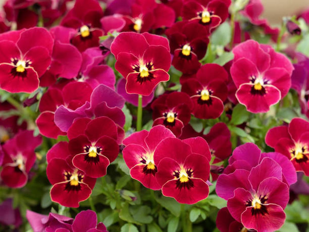 Jardinería: el pensamiento es una de las plantas más fáciles de cuidar. Jardinería: el pensamiento es una de las plantas más fáciles de cuidar.