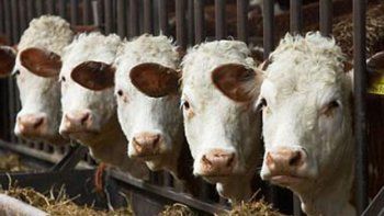No a la Oveja Dolly: el Parlamento Europeo vota la prohibición de productos de animales clonados