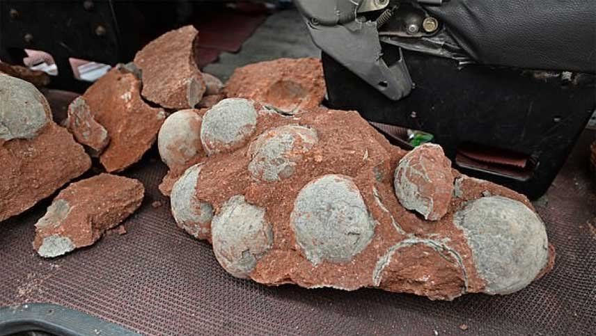 Un niño encontró un nido de huevos de dinosaurio de 65 millones de años
