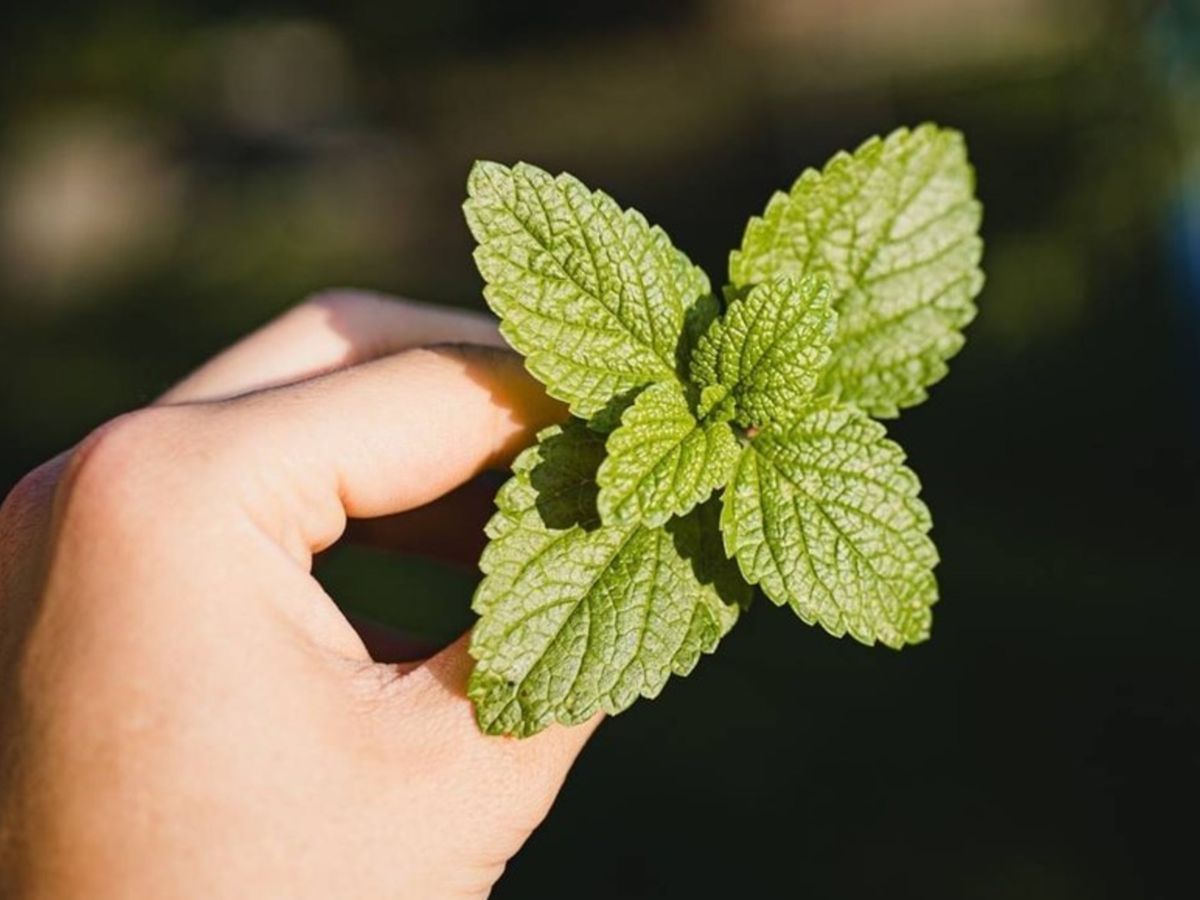 La planta de menta puede ser un excelente repelente natural contra las cucarachas. La planta de menta puede ser un excelente repelente natural contra las cucarachas.