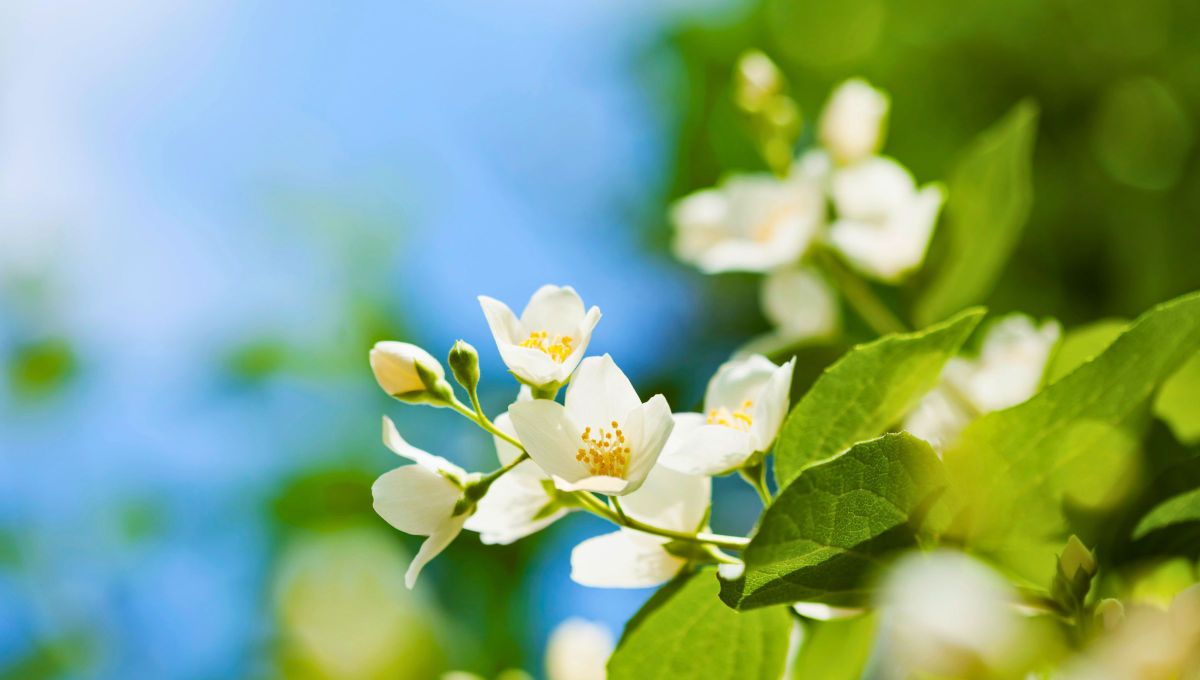 La prevención o cuidado del jazmín consiste sencillamente en revisar que las necesidades de esta planta estén correctamente atendidas. La prevención o cuidado del jazmín consiste sencillamente en revisar que las necesidades de esta planta estén correctamente atendidas.