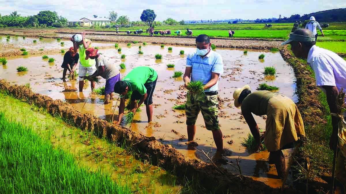 El experto chino Yang Yaoxi (centro) siembra plántulas de arroz con agricultores en Madagascar en enero del año pasado. PARA USO DE CHINA DAILY