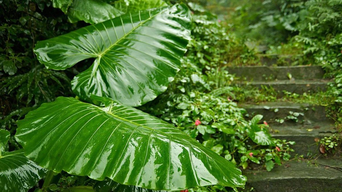 La planta que puedes tener en tu casa y es tóxica.&nbsp;