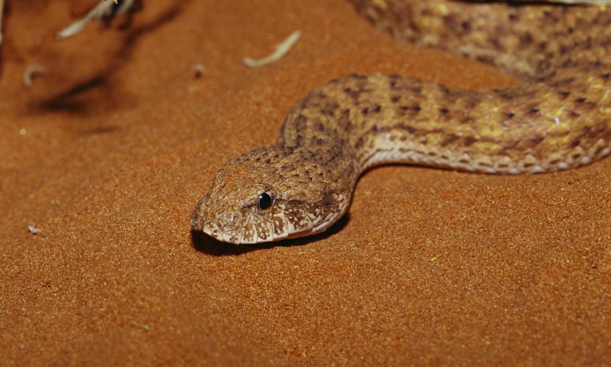 Aterrador descubrimiento en Australia: la serpiente de tres colmillos que sería la más letal Aterrador descubrimiento en Australia: la serpiente de tres colmillos que sería la más letal