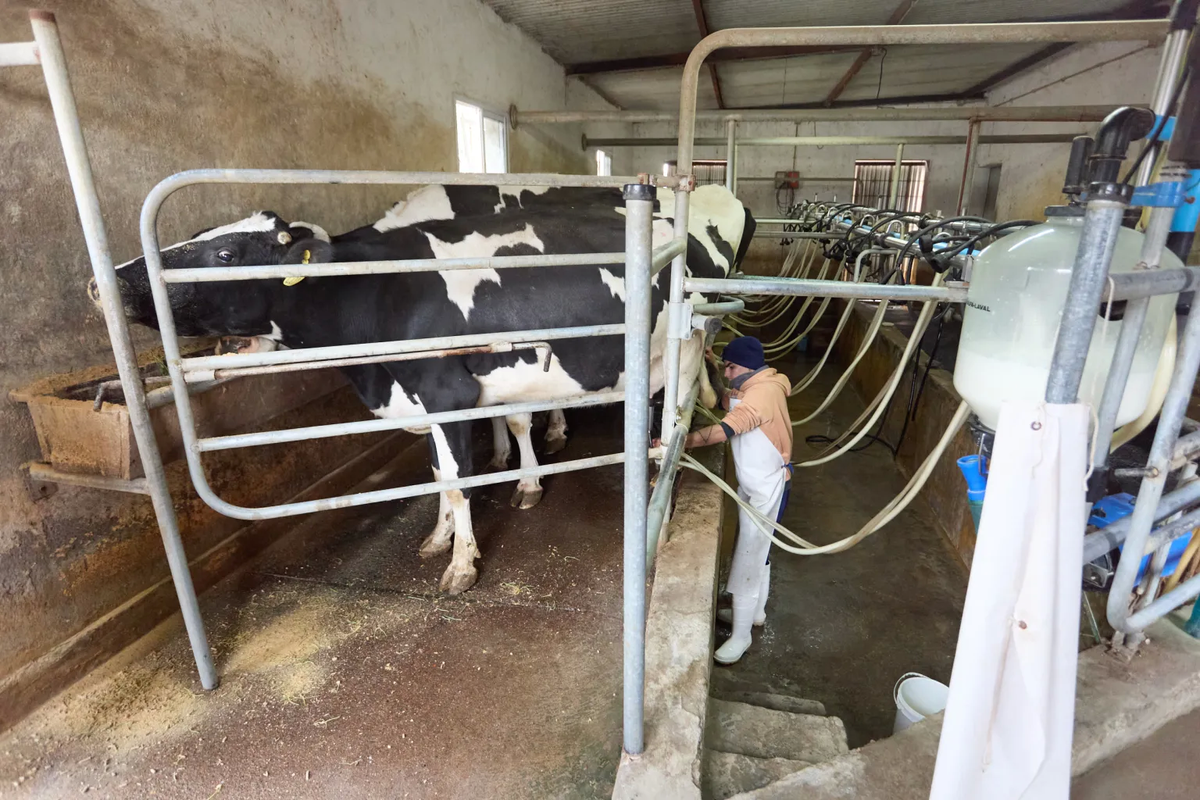 Con el cultivo hidropónico se disminuyen dramáticamente los costos y el impacto ambiental de la cría de ganado para industria láctea. Con el cultivo hidropónico se disminuyen dramáticamente los costos y el impacto ambiental de la cría de ganado para industria láctea.