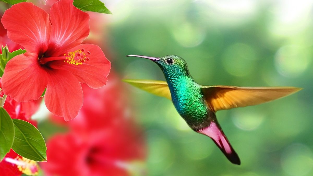Los colibríes