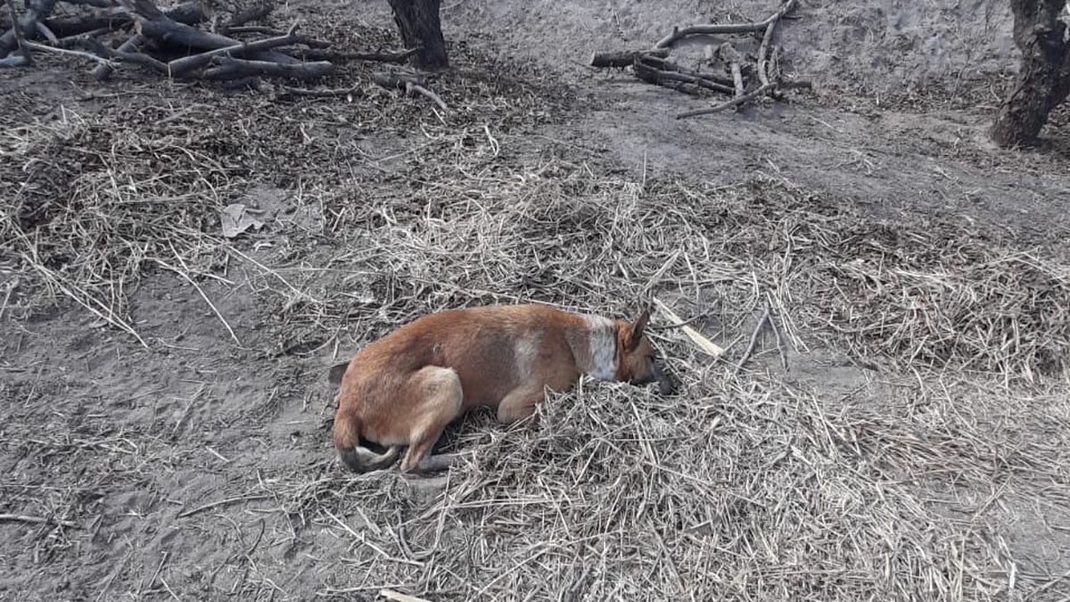 Tras la muerte de animales en una finca en Rivadavia investigan un caso de maltrato animal y buscan determinar qué sustancia los mató. Foto: Fundación Cullunche