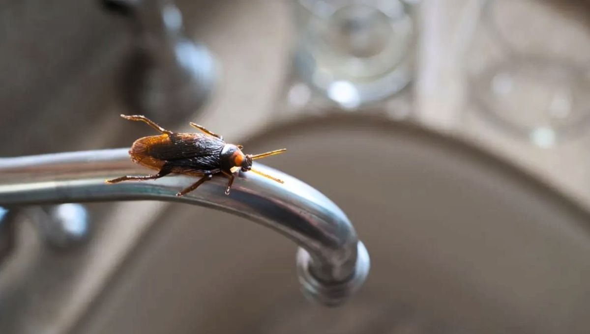 Las cucarachas suelen encontrarse preferentemente en la cocina