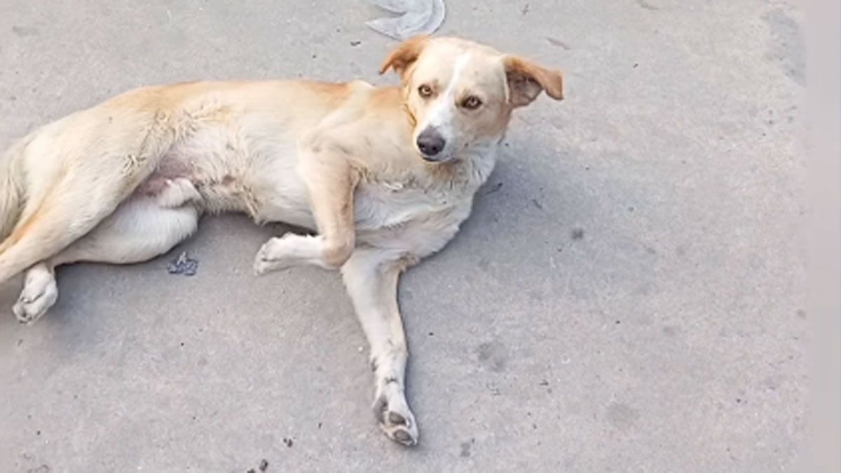 La reacción de este perro perdido