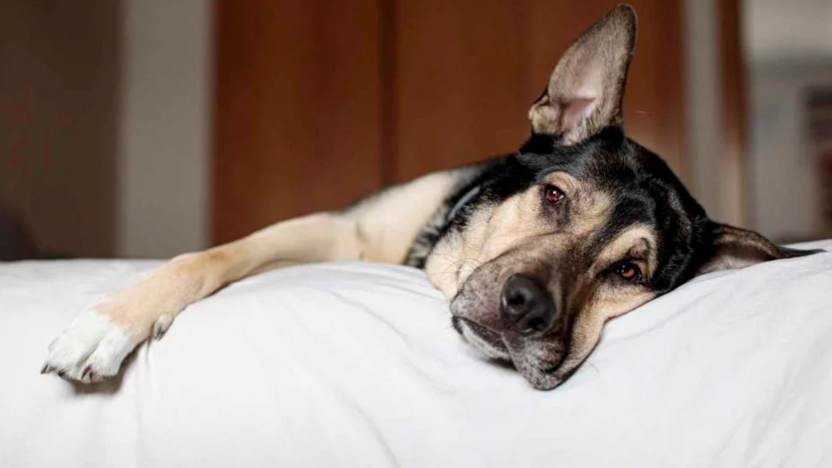 La Provincia creó el programa REPROVET, que permitirá tratamientos con cannabis para animales bajo control veterinario.