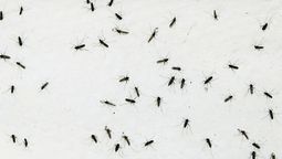 Puedes eliminar los mosquitos de casa con una mezcla casera.