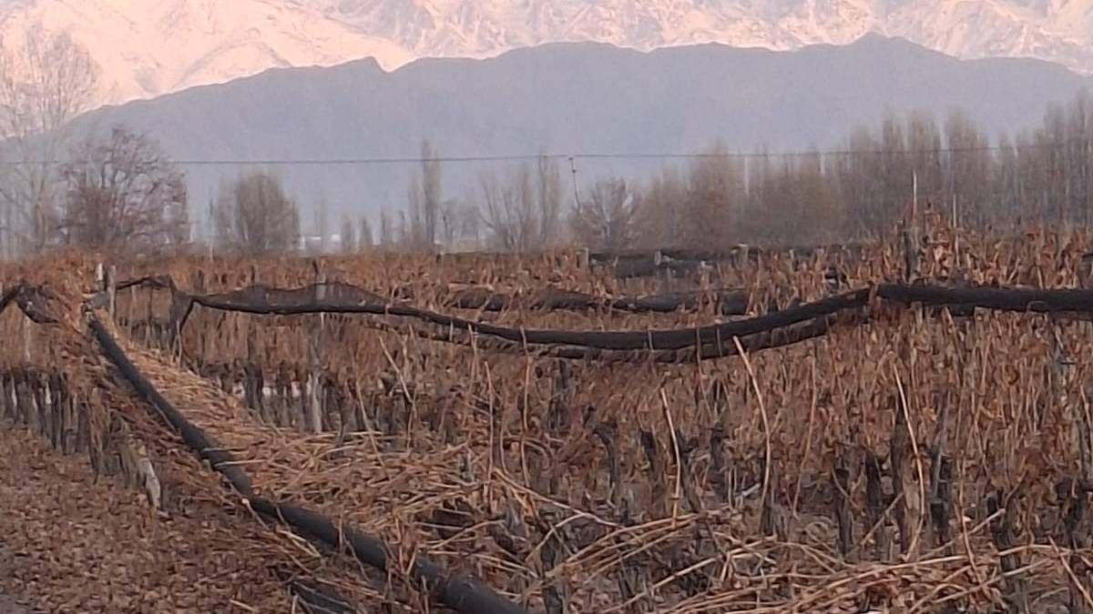 La finca de Daniel, en Pedriel, quedó prácticamente sin palos para sostener la malla antigranizo.