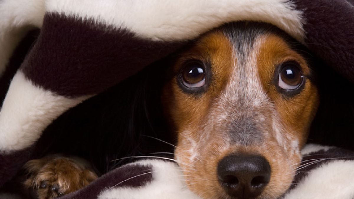 Cuáles son las señales de que tu perro está viendo fantasmas. Cuáles son las señales de que tu perro está viendo fantasmas.