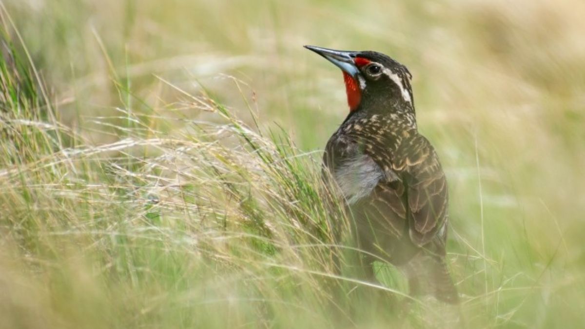 (Foto: Aves Argentinas) (Foto: Aves Argentinas)