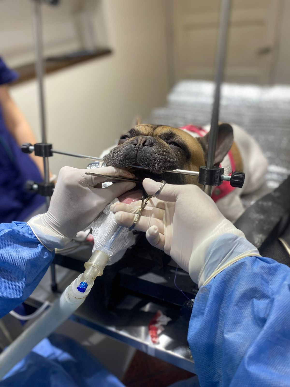 Atención de la salud para los animales. Atención de la salud para los animales.