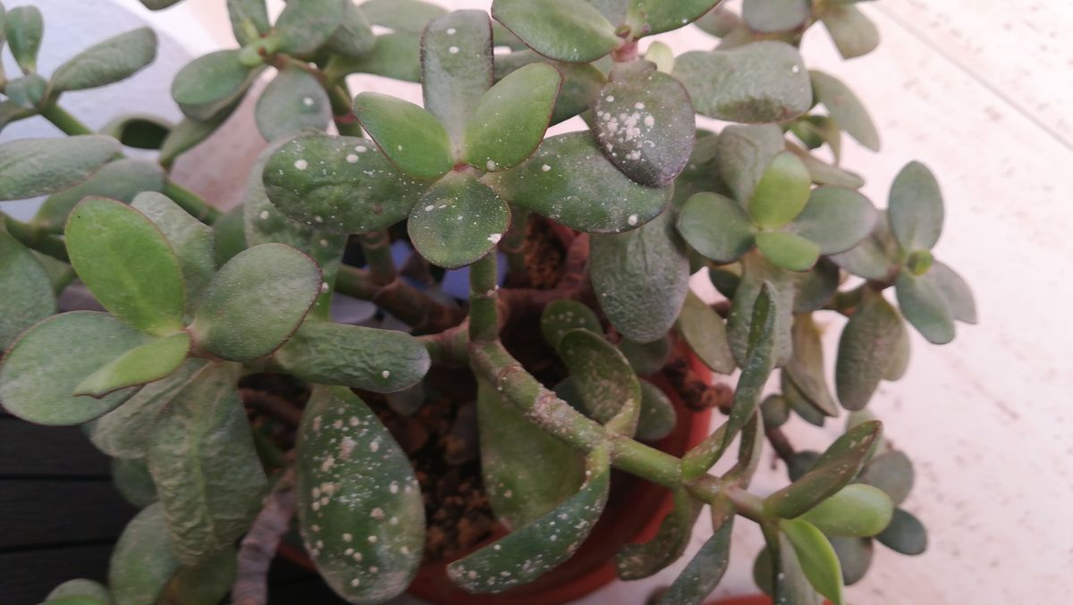 Árbol de Jade con manchas blancas. Árbol de Jade con manchas blancas.