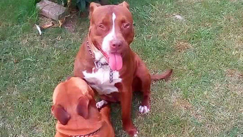 Entró a robar a una casa y dos perros le comieron la pierna