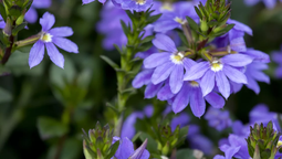 Esta planta es perfecta para decorar el jardín. Esta planta es perfecta para decorar el jardín.