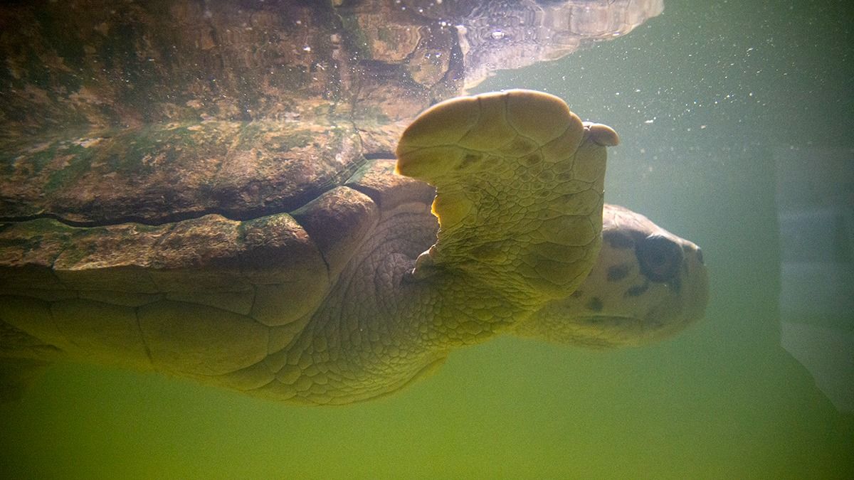 El tortugo Jorge vivió 38 años en el ex Acuario de Mendoza, donde lo cuidaron y alimentaron para mantenerlo fuerte. El tortugo Jorge vivió 38 años en el ex Acuario de Mendoza, donde lo cuidaron y alimentaron para mantenerlo fuerte.