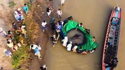 Hallan en un río el pez más grande del mundo: pesa 300 kg y mide 3 Hallan en un río el pez más grande del mundo: pesa 300 kg y mide 3