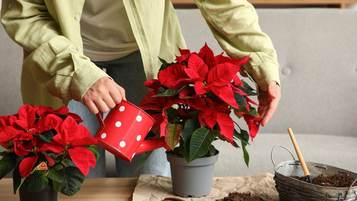 Solo con la semilla de una fruta: el abono casero que le dará vida a la Flor de Nochebuena