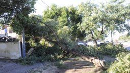 Hubo más de 40 reclamos por árboles y ramas caídas a raíz de las intensas ráfagas de viento