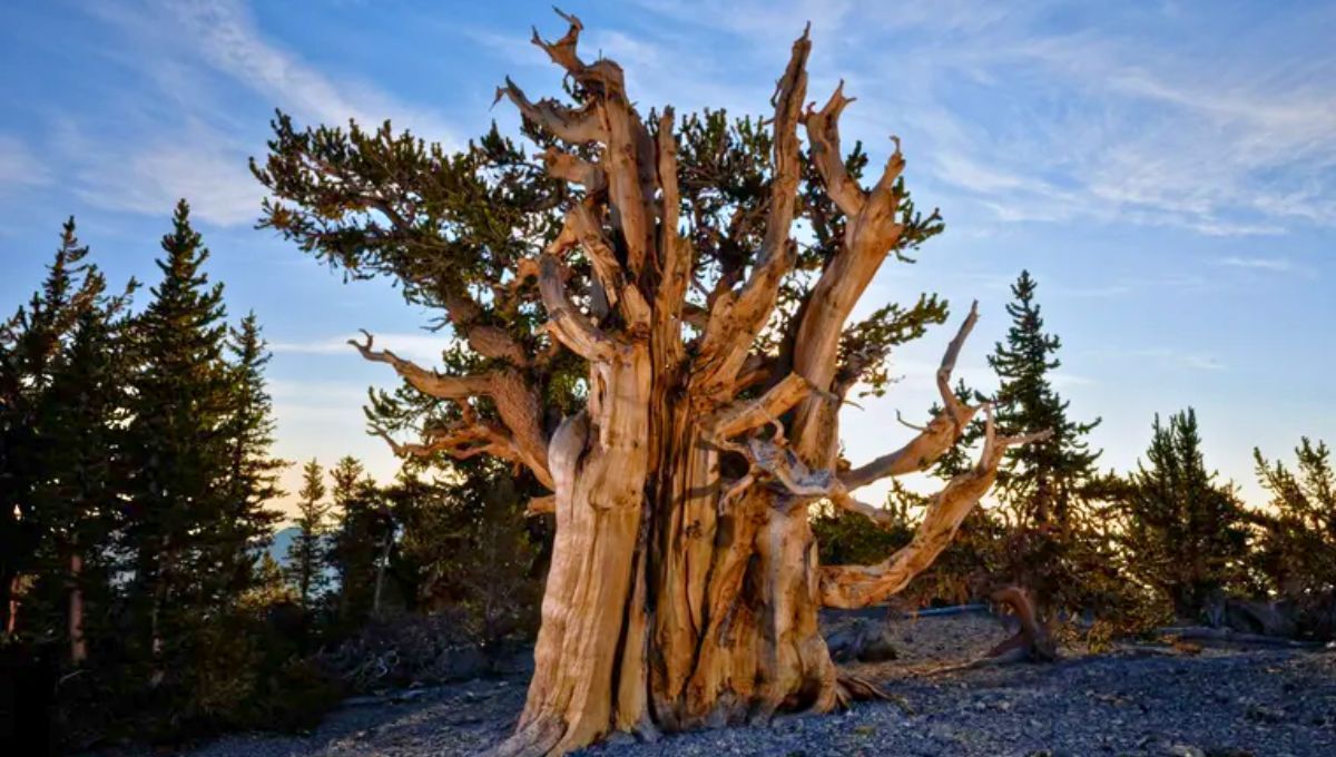 El árbol más antiguo del planeta Tierra: con 4.853 años es más viejo que las pirámides de Egipto
