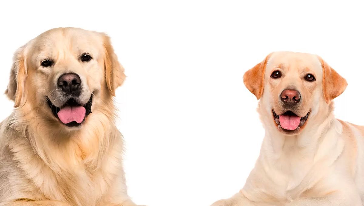 El Golden y el Labrador son dos de los perros más cariñosos