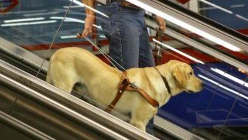 Una mujer ciega fue atacada con un bate por entrar con su perro a un negocio