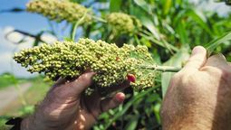 el pais de america latina que se convirtio en proveedor de un cultivo muy valioso para china el pais de america latina que se convirtio en proveedor de un cultivo muy valioso para china