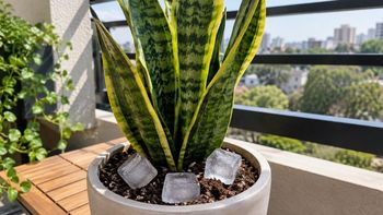 Colocar cubitos de hielo en la maceta de la sansevieria o lengua de suegra: para qué sirve