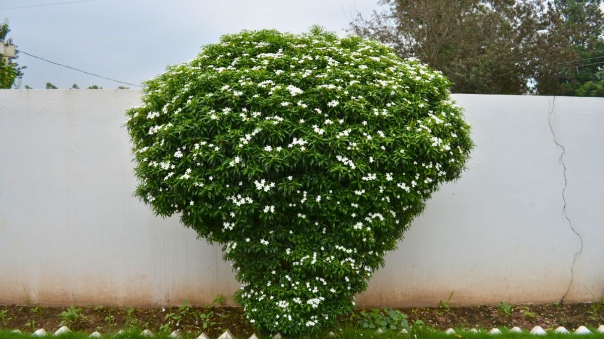 Árbol de jazmín Árbol de jazmín