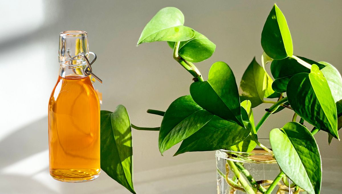 3 formas de usar vinagre de manzana para mantener tu planta de potus siempre frondosa