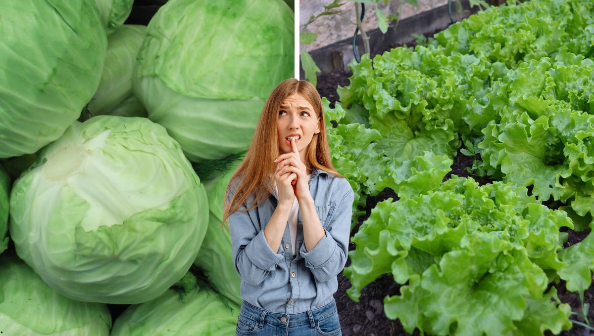 En qué se diferencia la lechuga y el repollo.