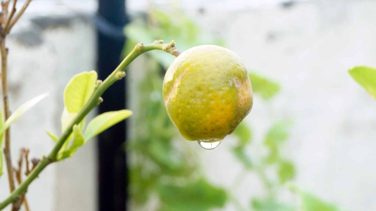 Árbol limonero: el error que todos cometen a la hora de regarlo y cuál es la técnica adecuada Árbol limonero: el error que todos cometen a la hora de regarlo y cuál es la técnica adecuada