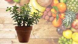 La fruta que alejará a las moscas de tu árbol de Jade