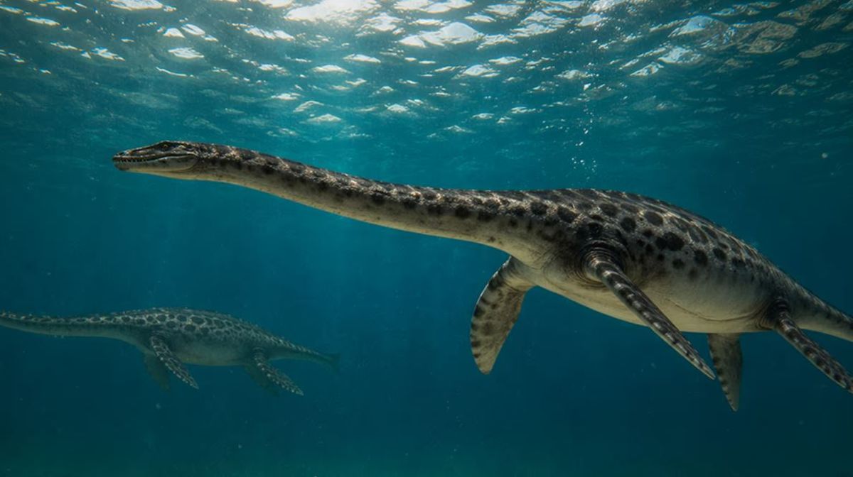 Kawanectes lafquenianus, un reptil marino que convivió con los dinosaurios entre 200 y 66 millones de años atrás. Foto: Conicet&nbsp;