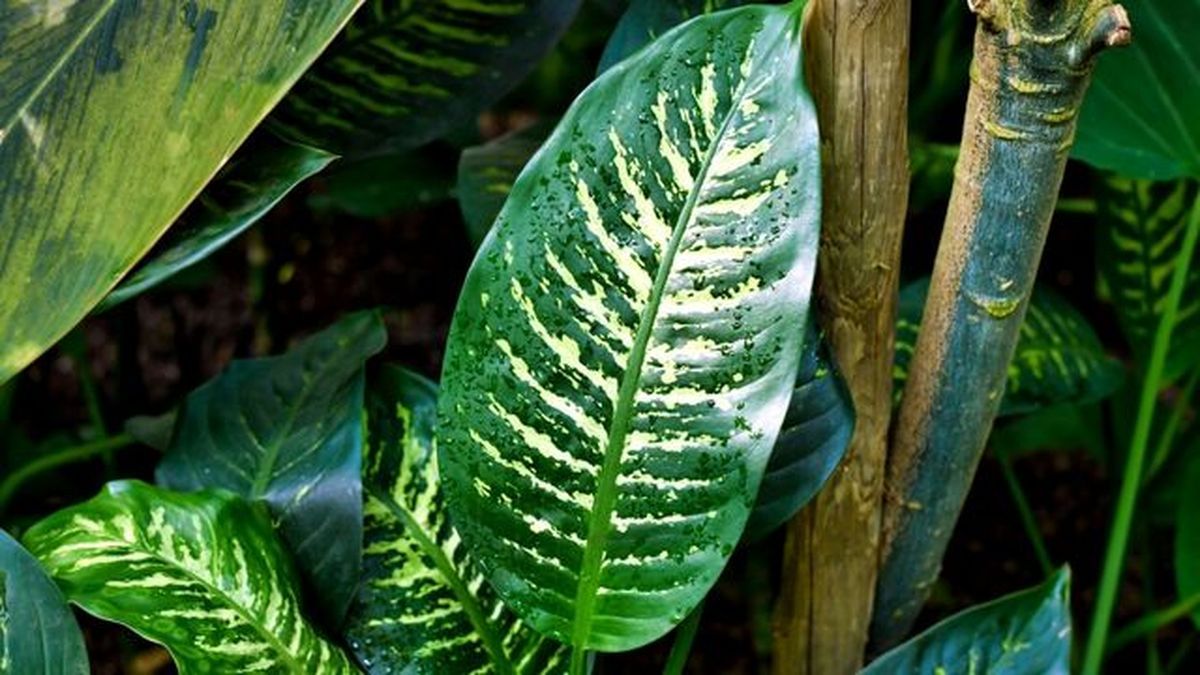 Esta dieffenbachia se caracteriza por tener las hojas de color blanco y verde oscuro. Esta dieffenbachia se caracteriza por tener las hojas de color blanco y verde oscuro.