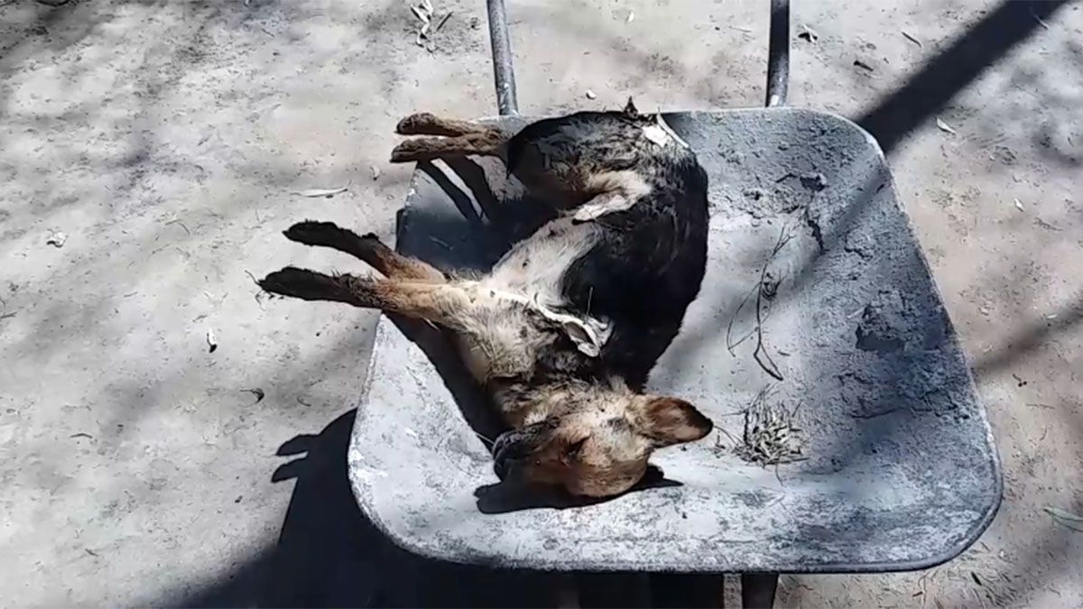 Unos 30 perros murieron envenenados en Luján